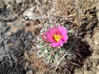 Pediocactus nigrispinus image